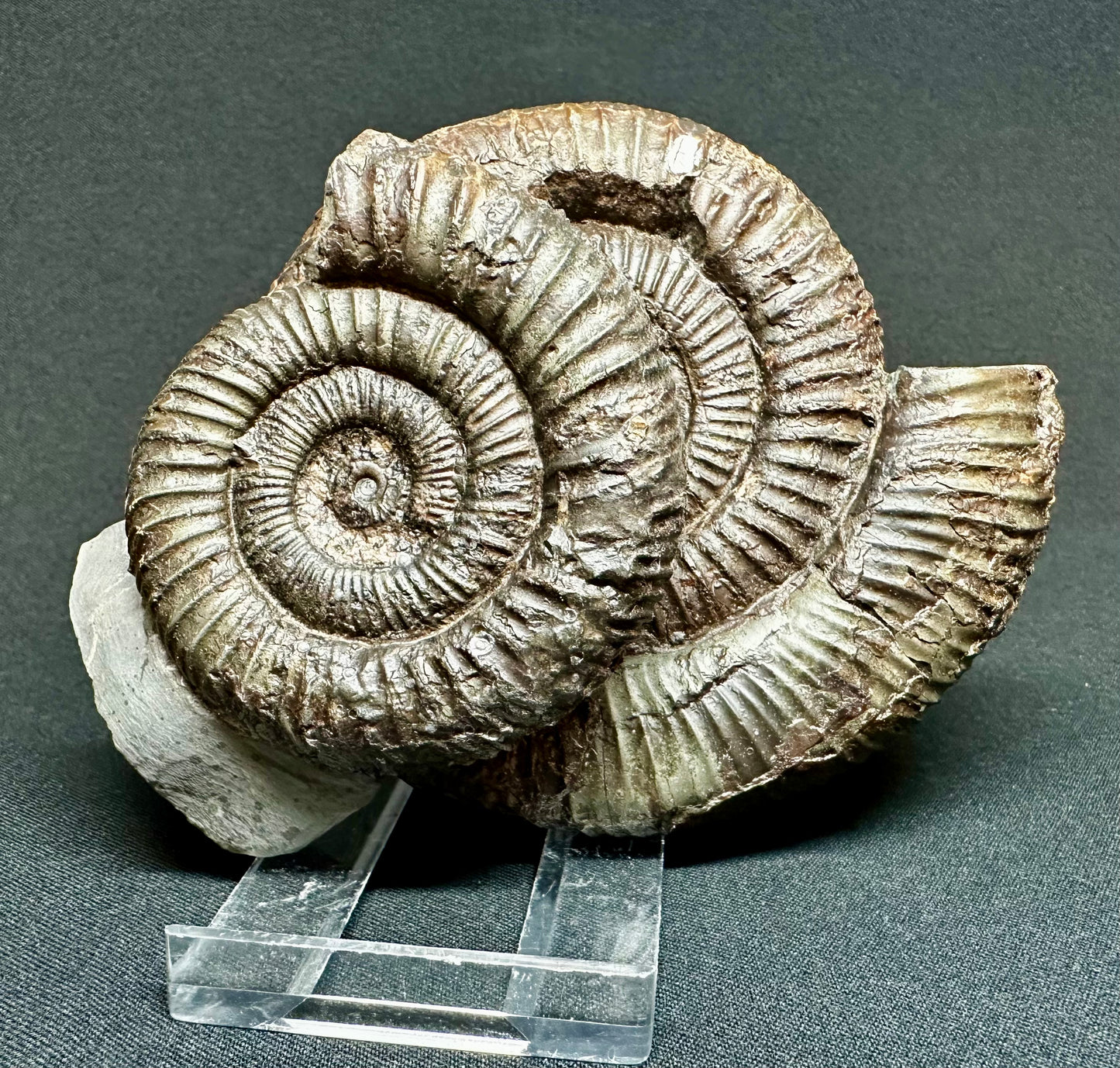 Double Dactylioceras Ammonite Fossil