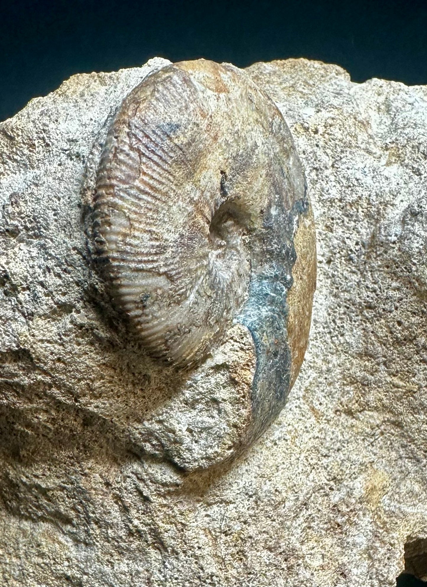 Rare Callovian, Middle Jurassic double Ammonite from East Yorkshire, England Sigaloceras calloviense