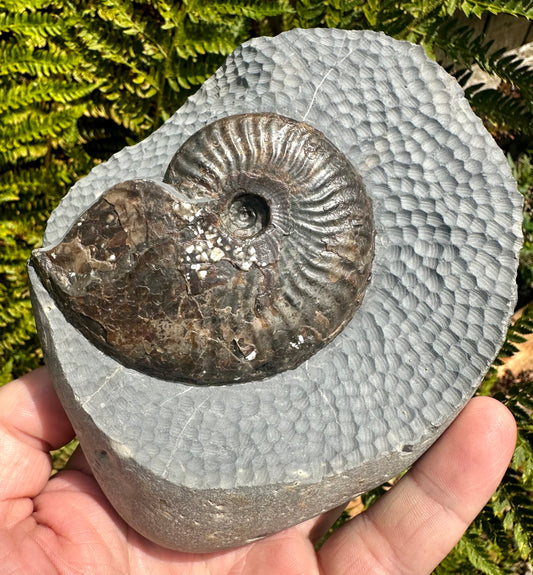 Pseudolioceras Lythense ammonite fossil, Whitby, North Yorkshire, England.