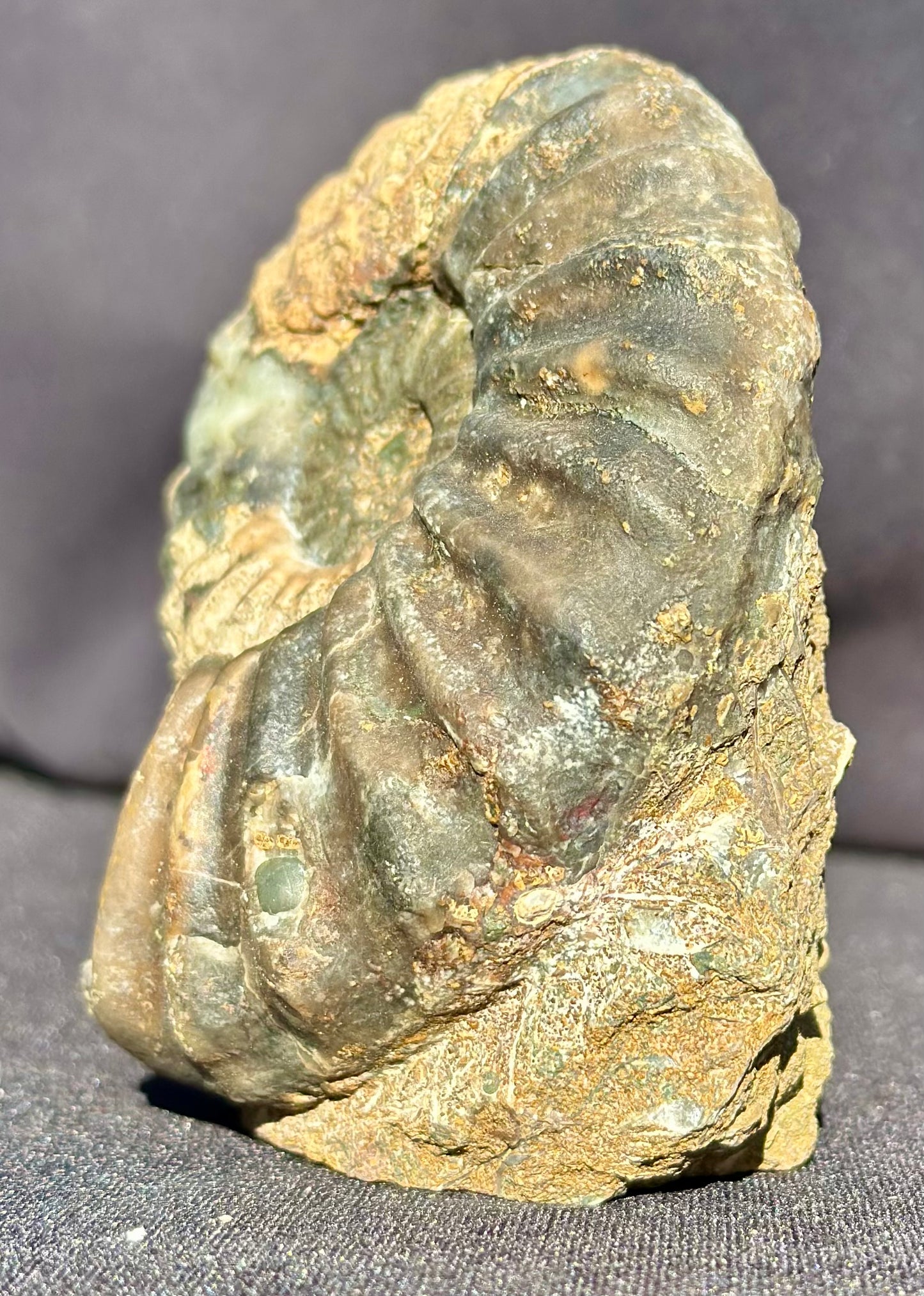 Asteroceras Ammonite Scunthorpe