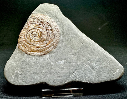 Iridescent Lower Lias, Lower Jurassic Ammonite from North Somerset Psiloceras planorbis