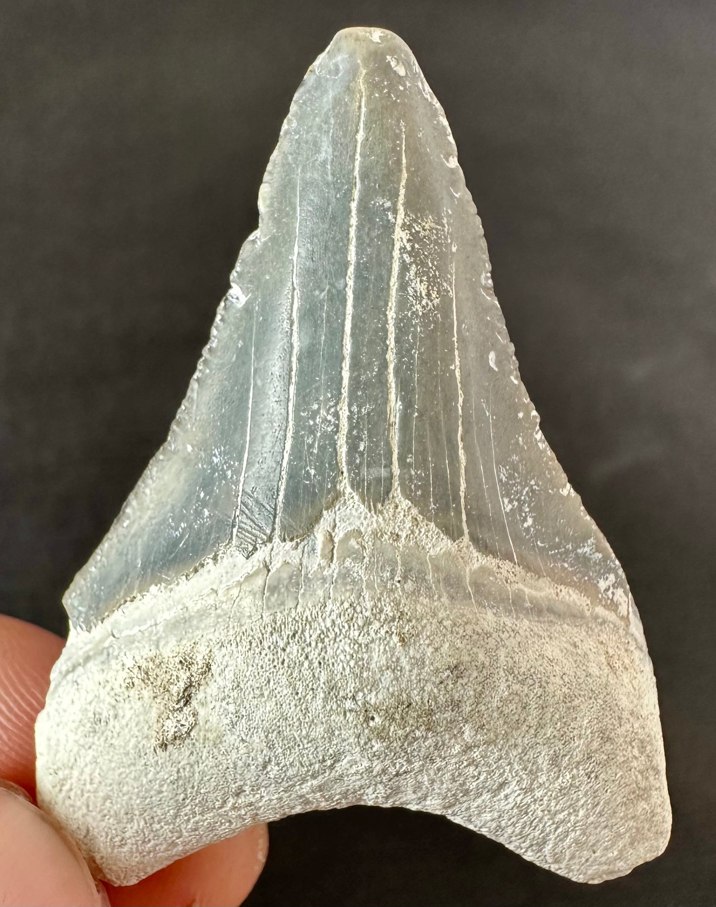 Bone Valley Megalodon Tooth