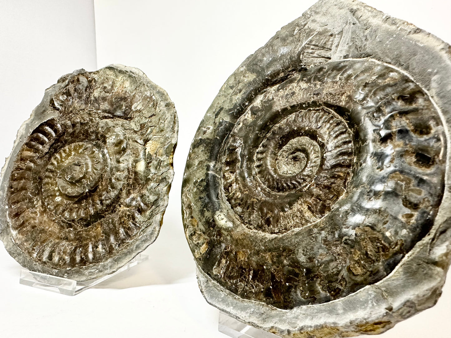 Hildoceras Lustanicum Ammonite pos/neg. Jurassic coast, North Yorkshire, Whitby.