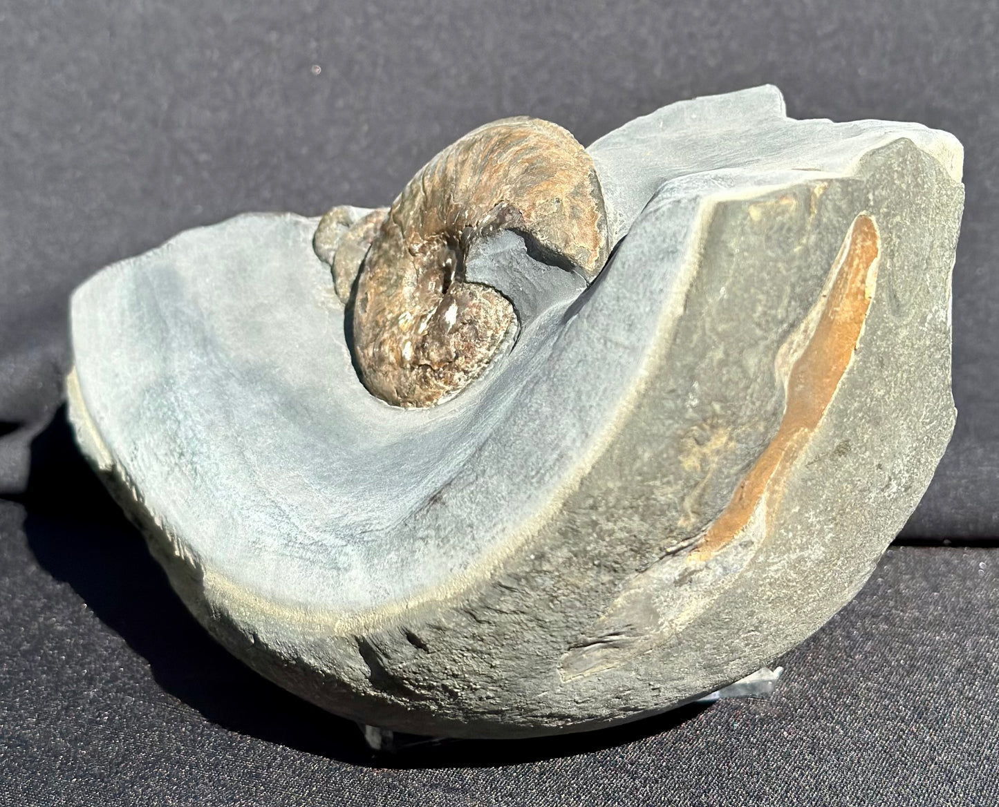 Eleganticeras Ammonite