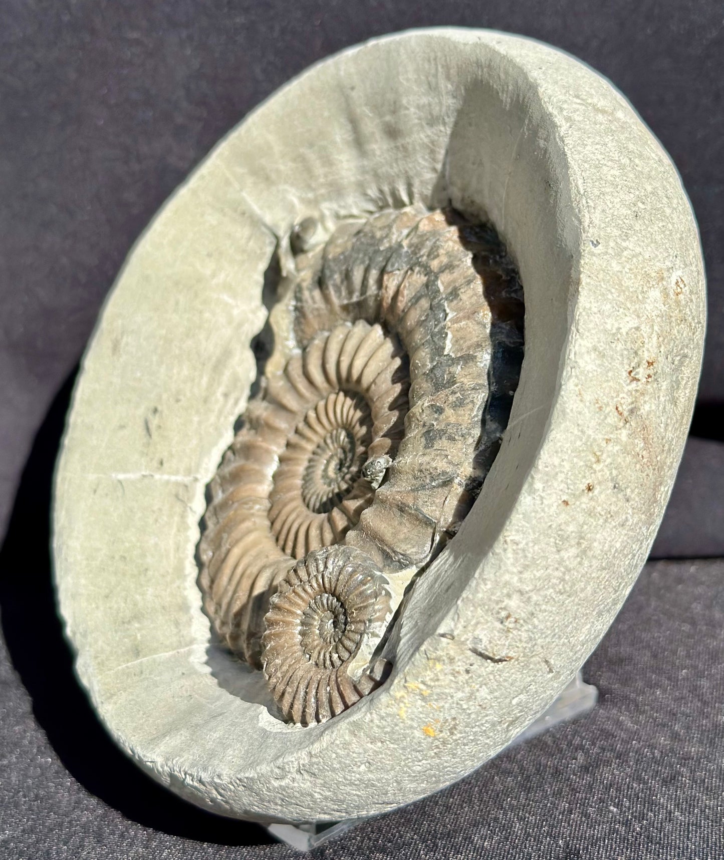 Androgynaceras Ammonite