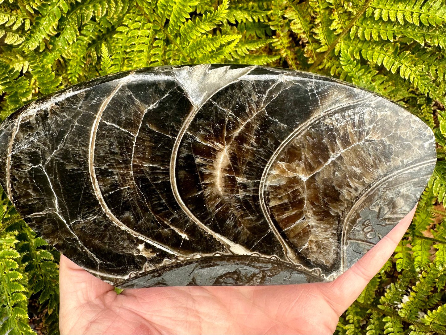 Polished Ammonite fragment Mappleton, East Yorkshire, England