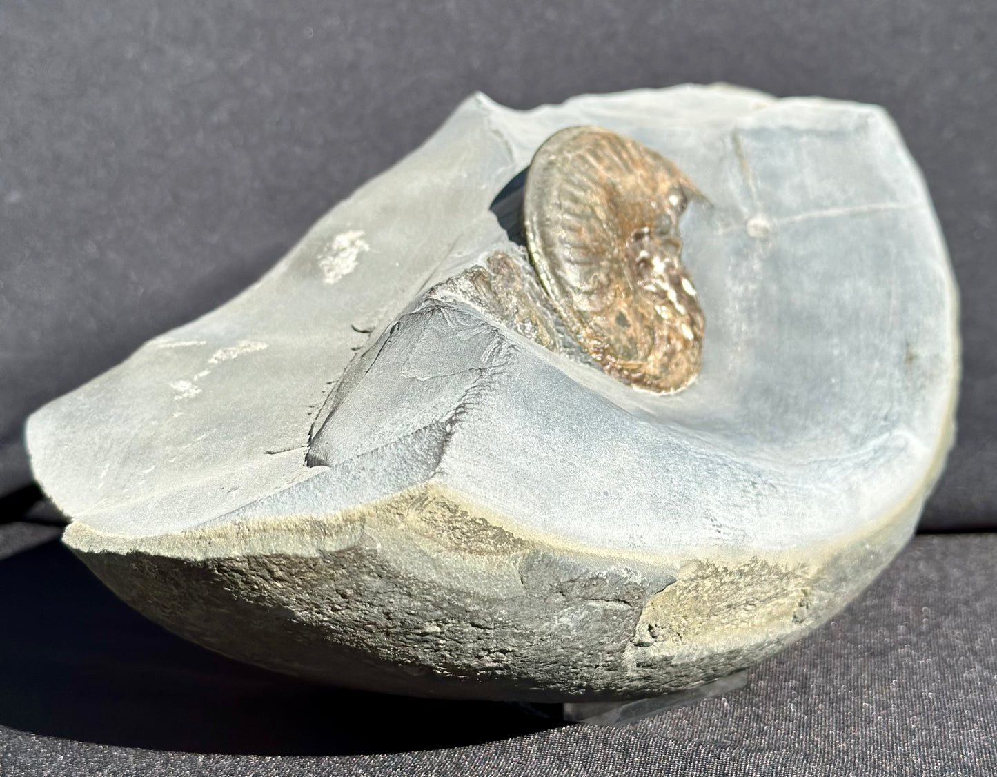 Eleganticeras Ammonite