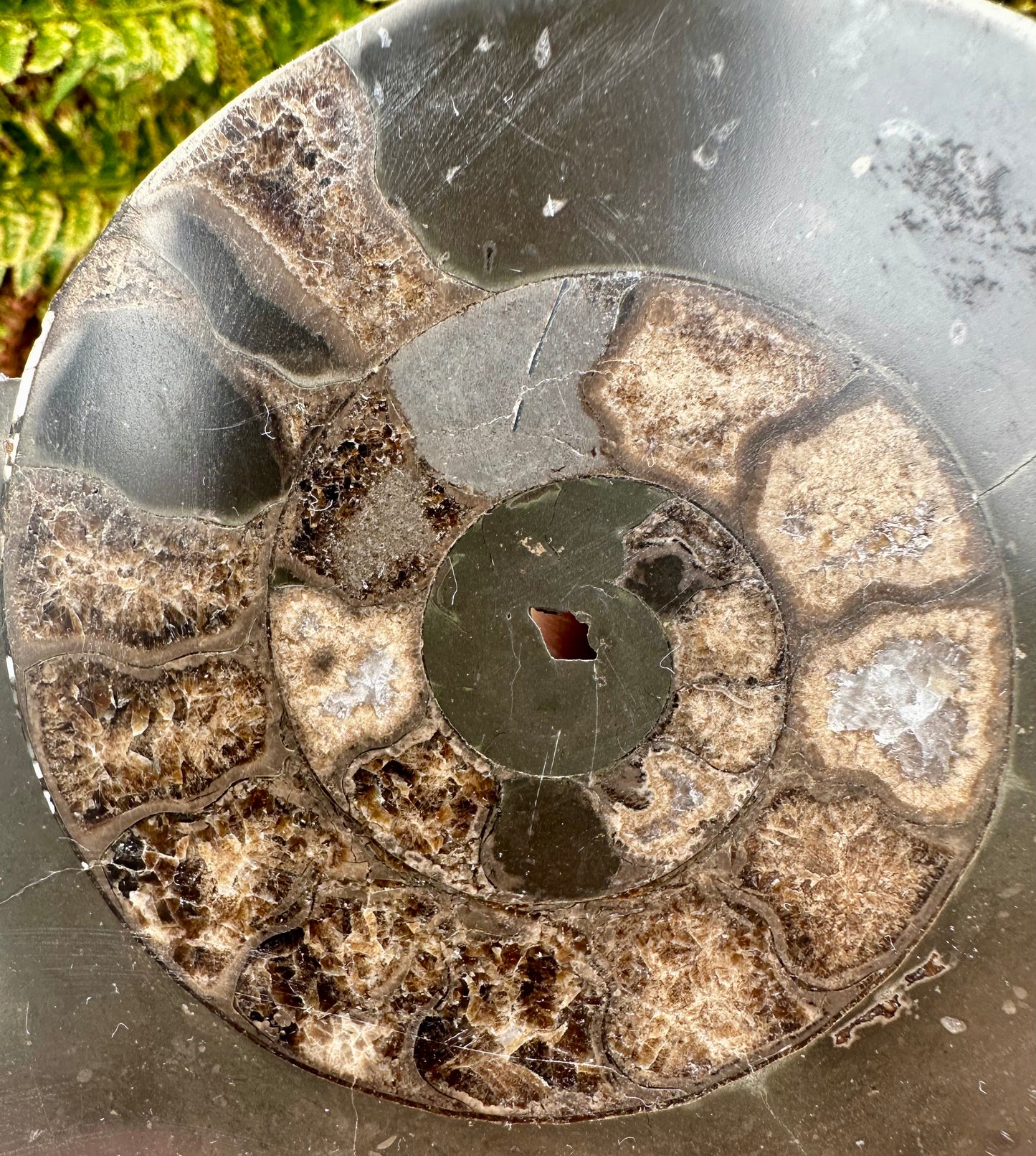 Polished Yorkshire Ammonite, Whitby, North Yorkshire, England.