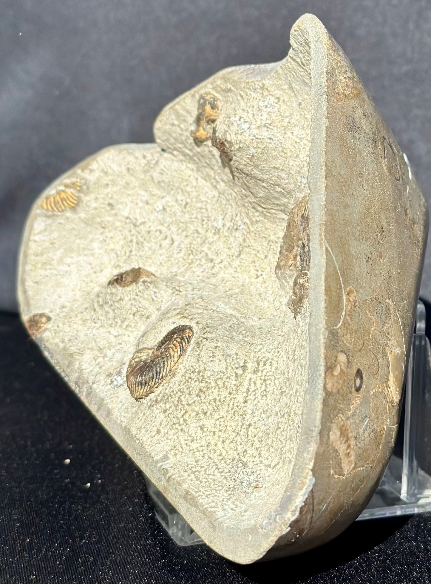 Cardioceras with polished exterior.