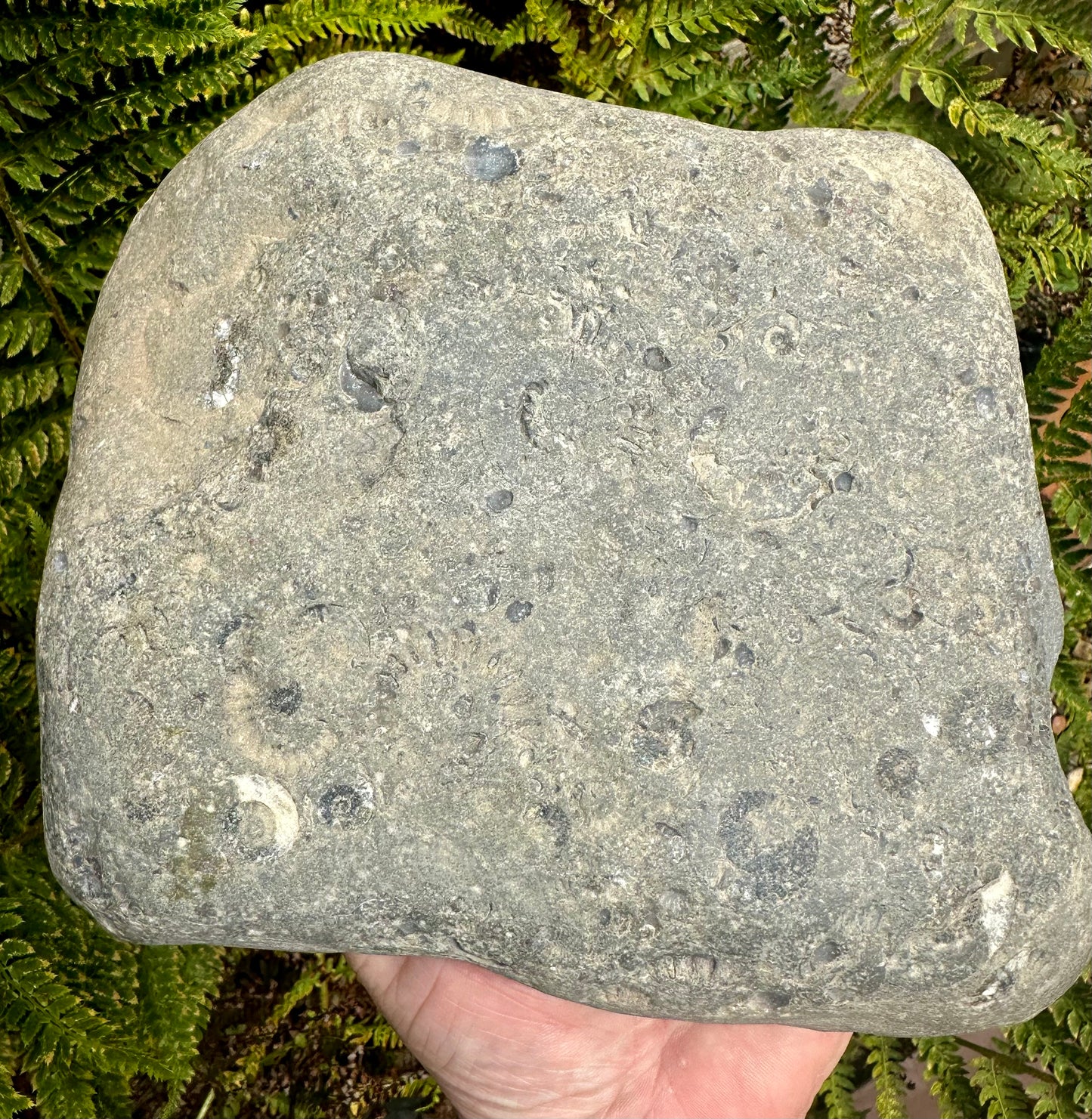 Arnioceras Semicostatum ammonite multi block fossil, Holderness coast, East Yorkshire, England