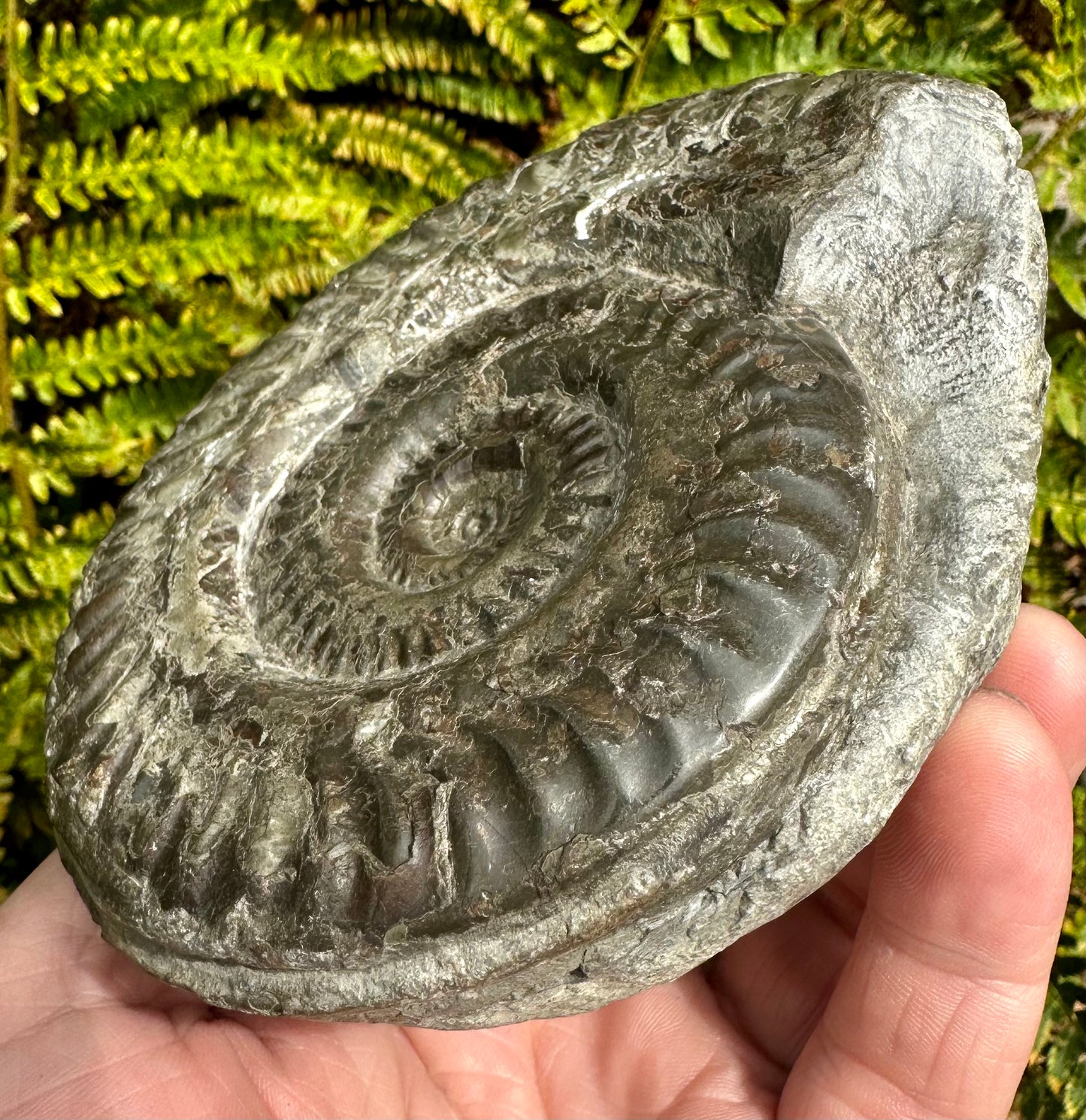 Hildoceras Lusitanicum ammonite fossil - Whitby, North Yorkshire, England.