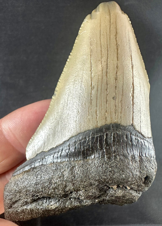 Megalodon Shark Tooth - Miocene - South Carolina - USA