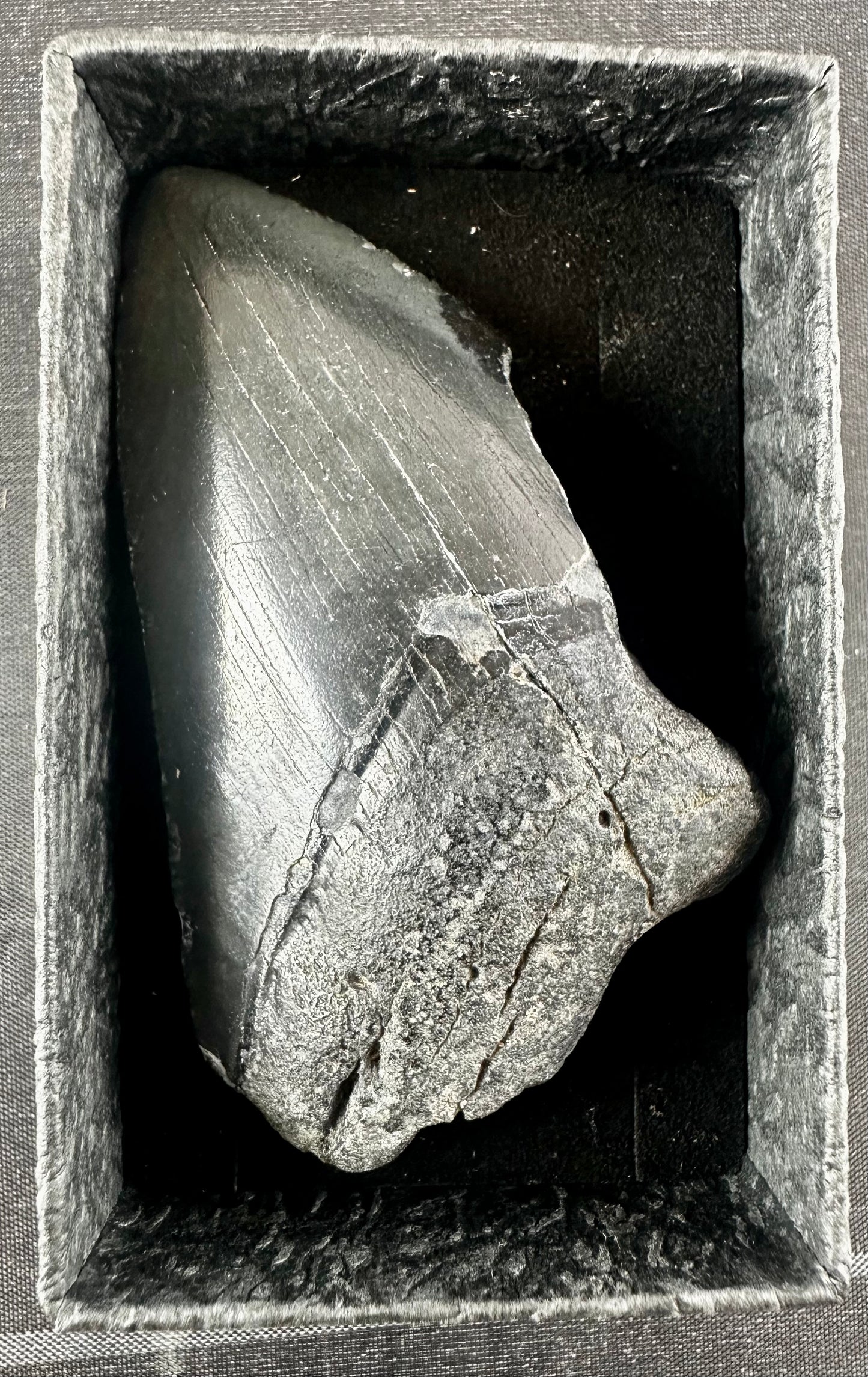 Megalodon Shark Tooth - Miocene - South Carolina - USA