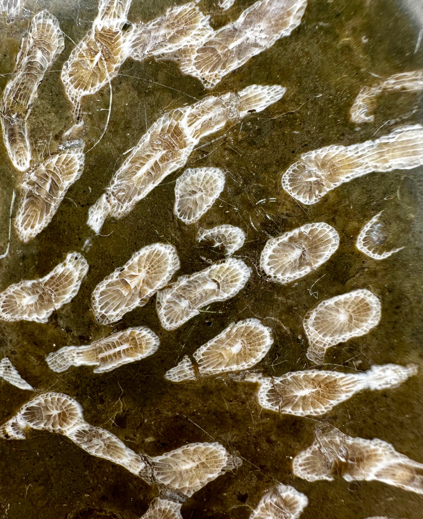 Carboniferous Coral Polished, Mappleton, Holderness Coast, East Yorkshire, England