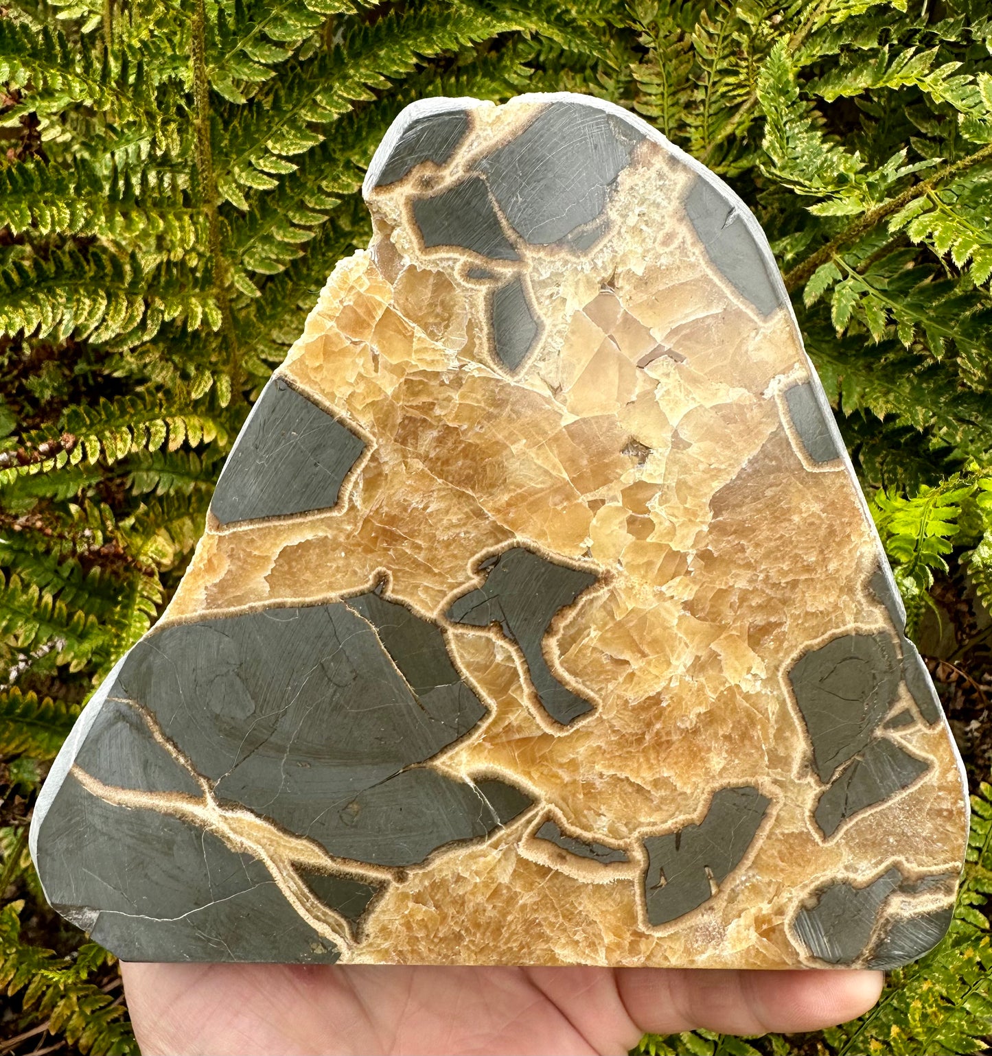 Huge Septarian Polished Slab, Mappleton, Holderness coast, East Yorkshire, England.