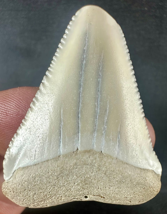 South Carolina Great White Shark Tooth