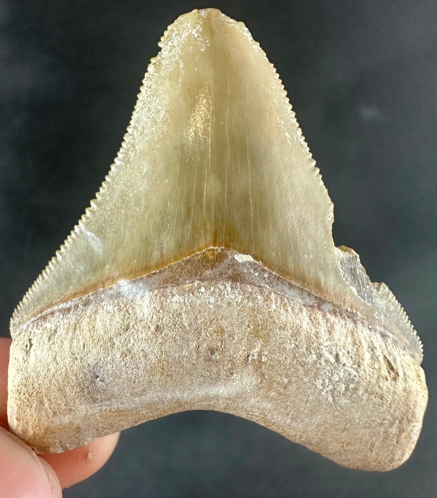 Megalodon Shark Tooth - Miocene - South Carolina - USA