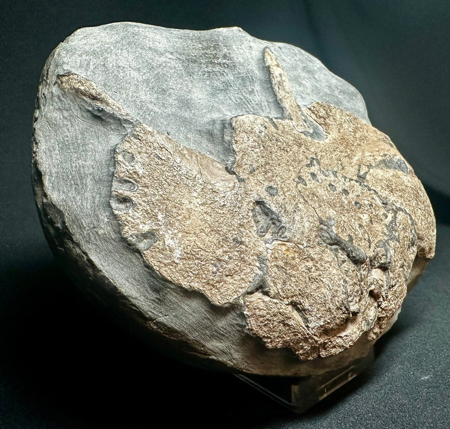 Crocodile Bone Block - Marine Reptile Whitby, North Yorkshire, Jurassic Coast