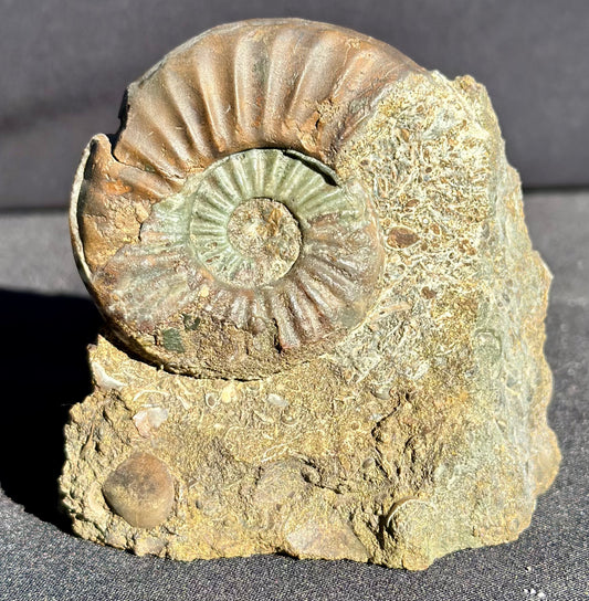 Asteroceras Ammonite Scunthorpe