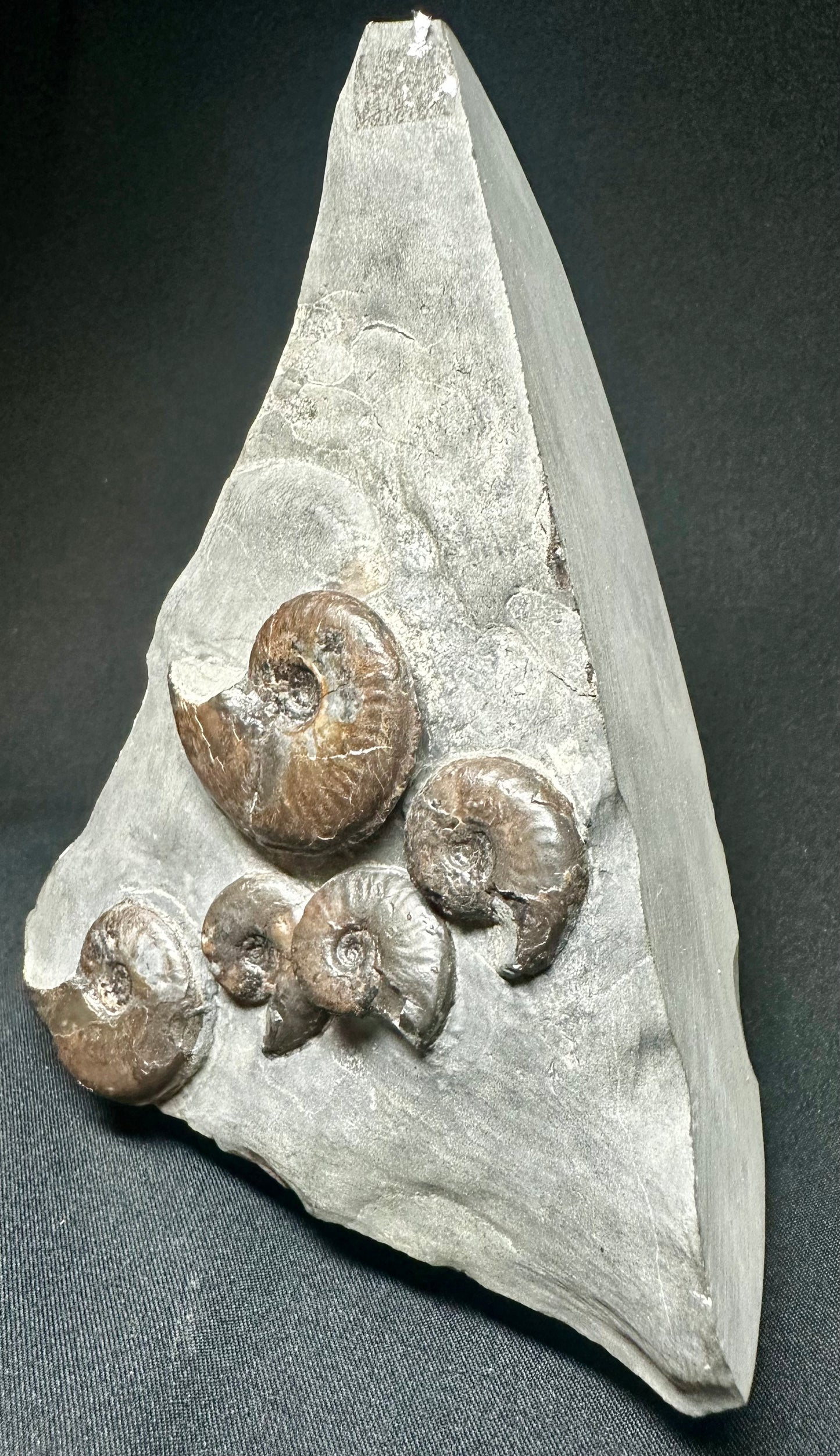 British Lower Jurassic, Upper Lias Ammonite Cluster from Sandsend, Whitby, North Yorkshire, England Eleganticeras elegantulum