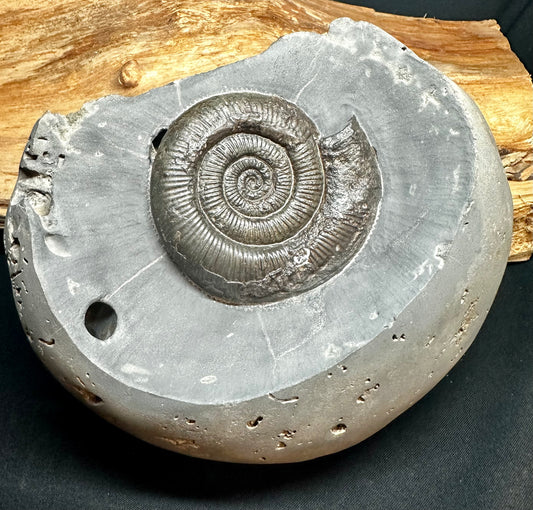 Dactylioceras Tenuicostatum