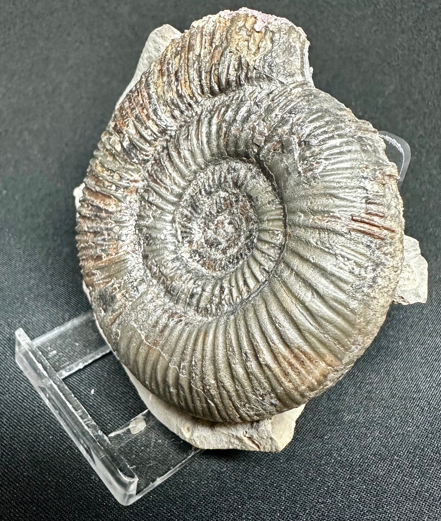 Dactylioceras semicelatum ammonite fossil - Whitby, North Yorkshire Jurassic Coast