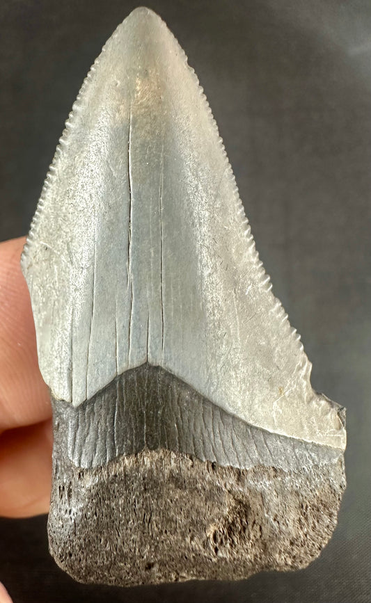 Megalodon Shark Tooth - Miocene - South Carolina - USA