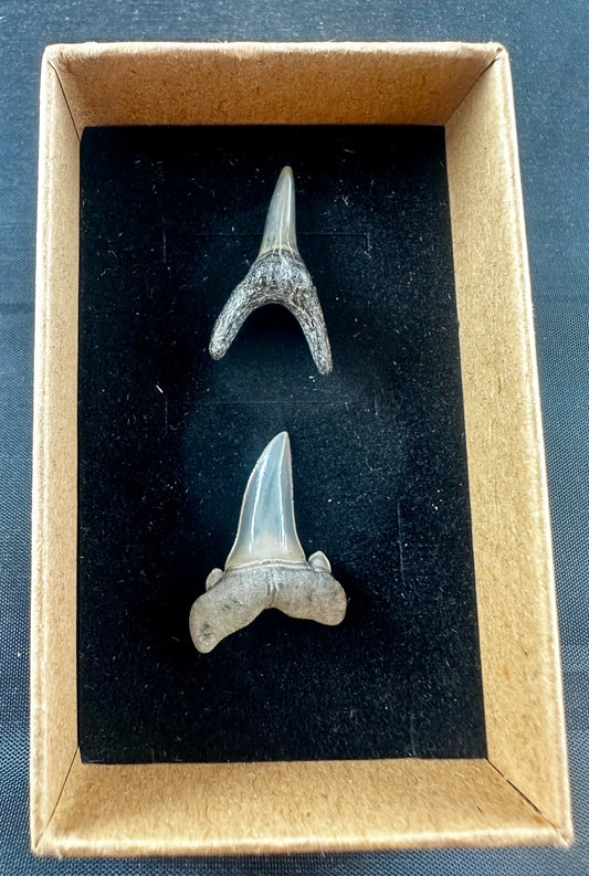 Two sharks teeth from the Eocene Ypresian London Clay on the Isle of Sheppey UK, circa 48 - 52 MYO.