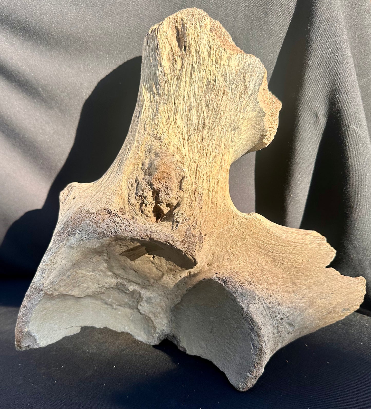 Woolly Mammoth pelvic bone