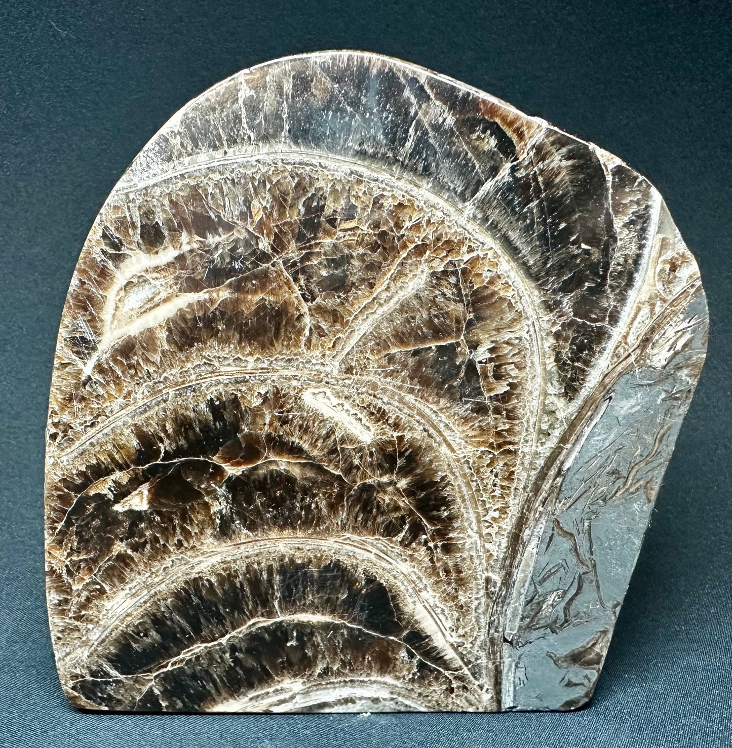 Polished Ammonite whorls