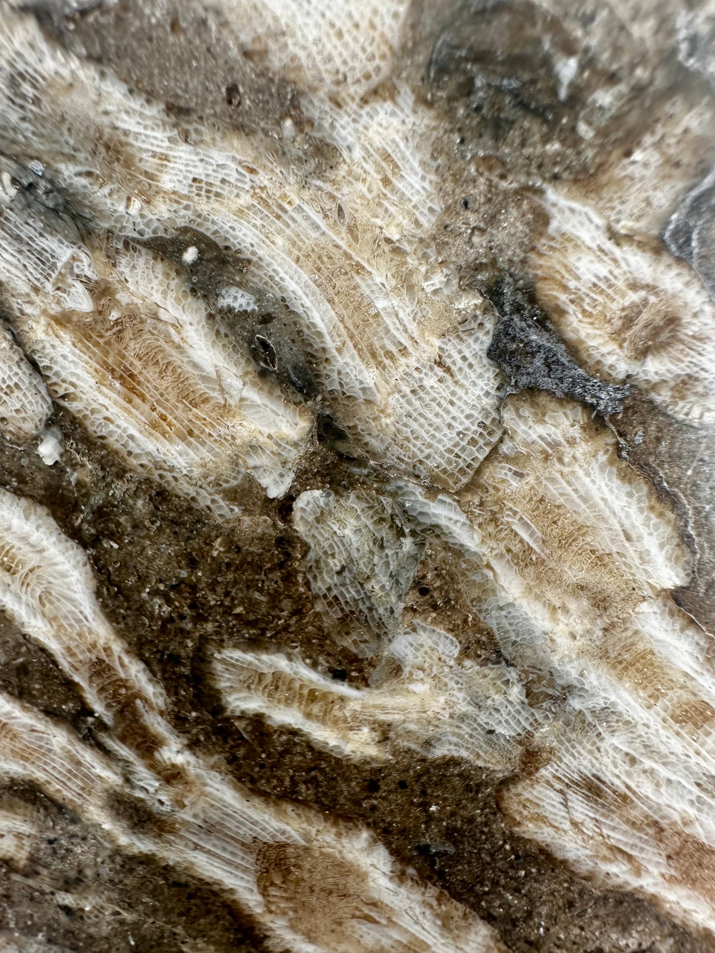 Carboniferous Coral Polished, Mappleton, Holderness Coast, East Yorkshire, England