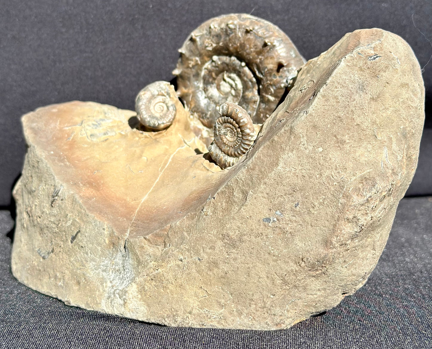 Eteoderoceras Ammonite RARE