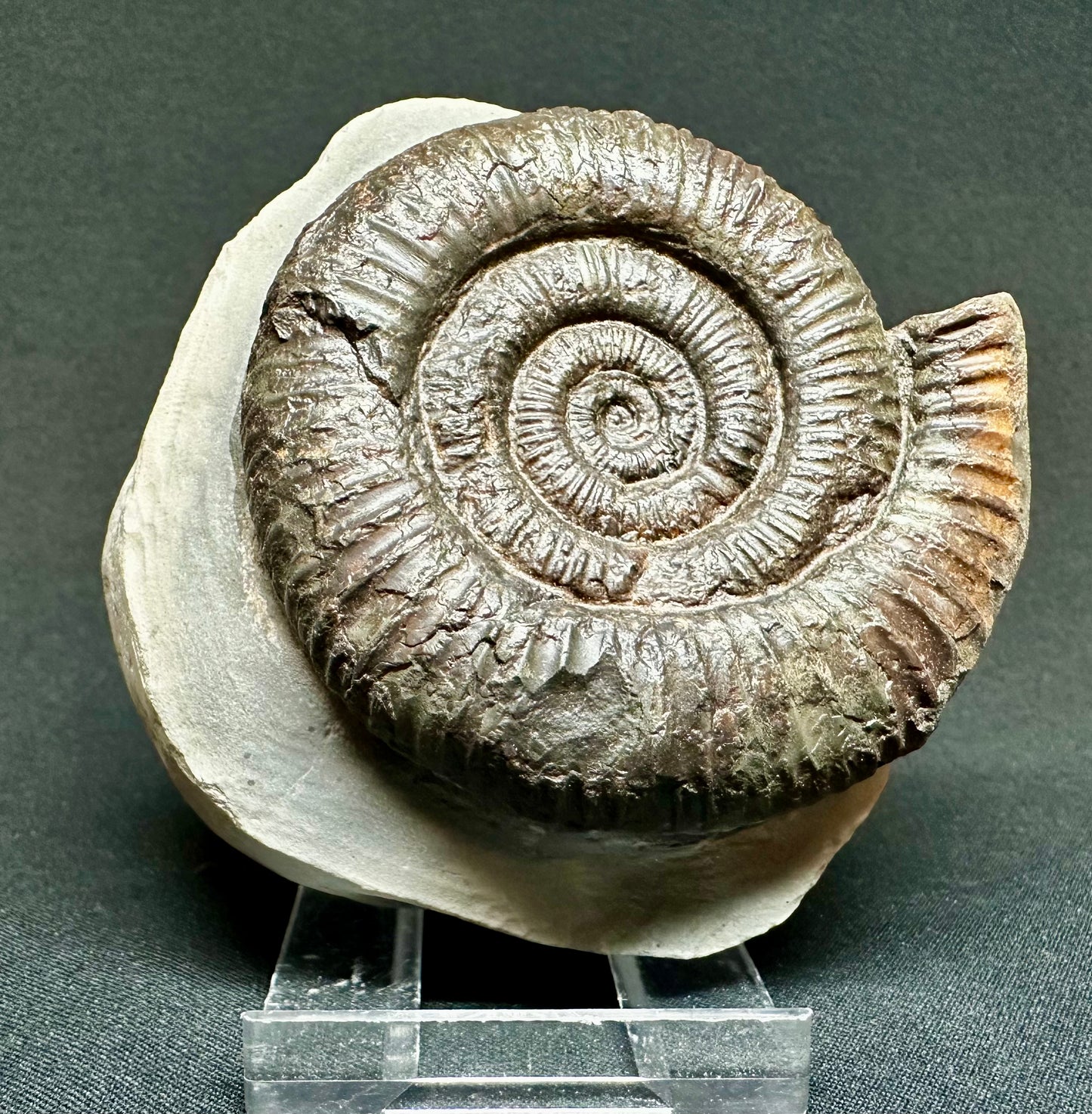 Dactylioceras Ammonite Fossil