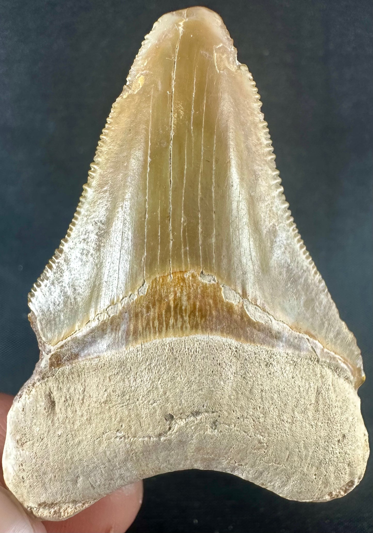 Megalodon Shark Tooth - Miocene - South Carolina - USA