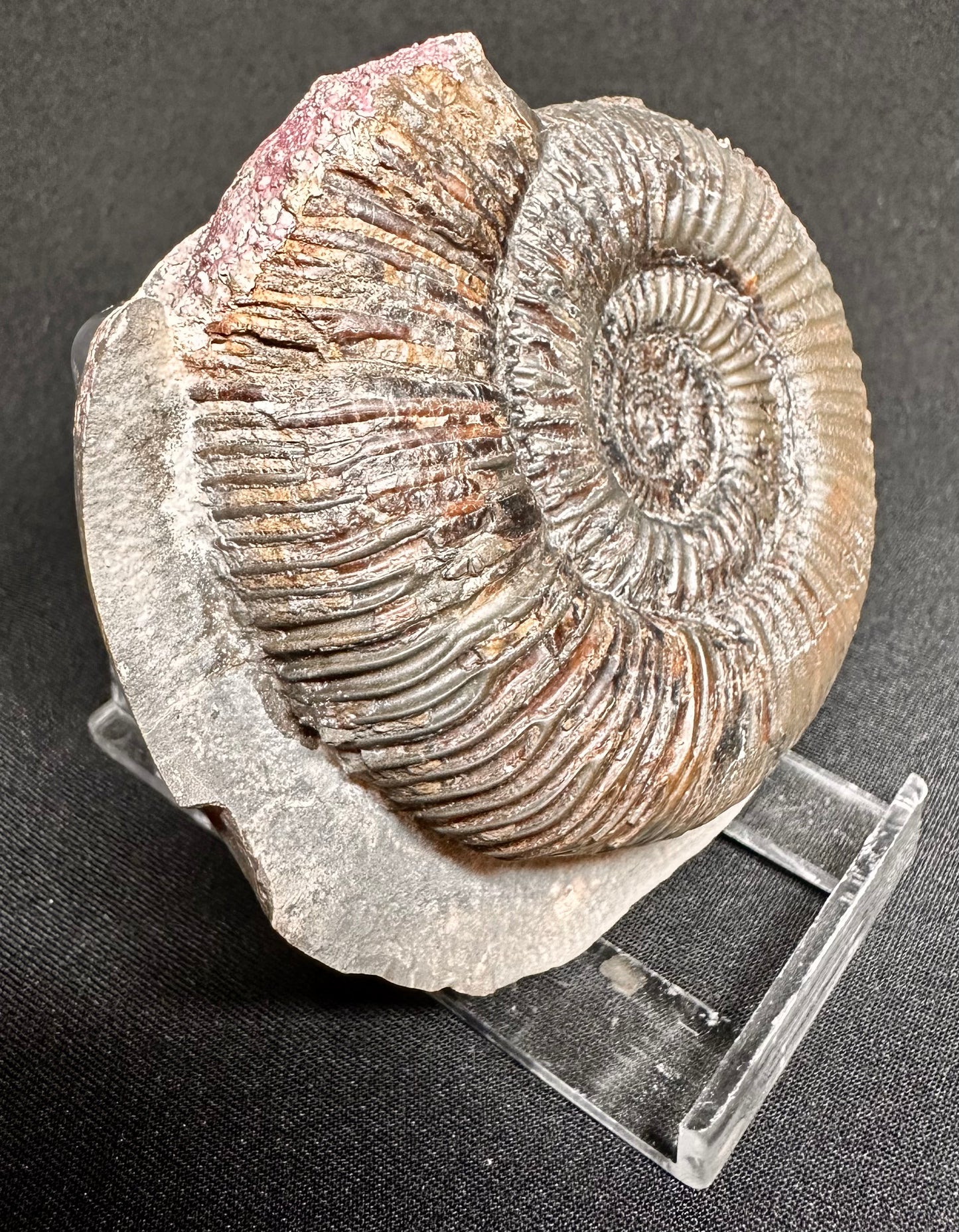 Dactylioceras semicelatum ammonite fossil - Whitby, North Yorkshire Jurassic Coast