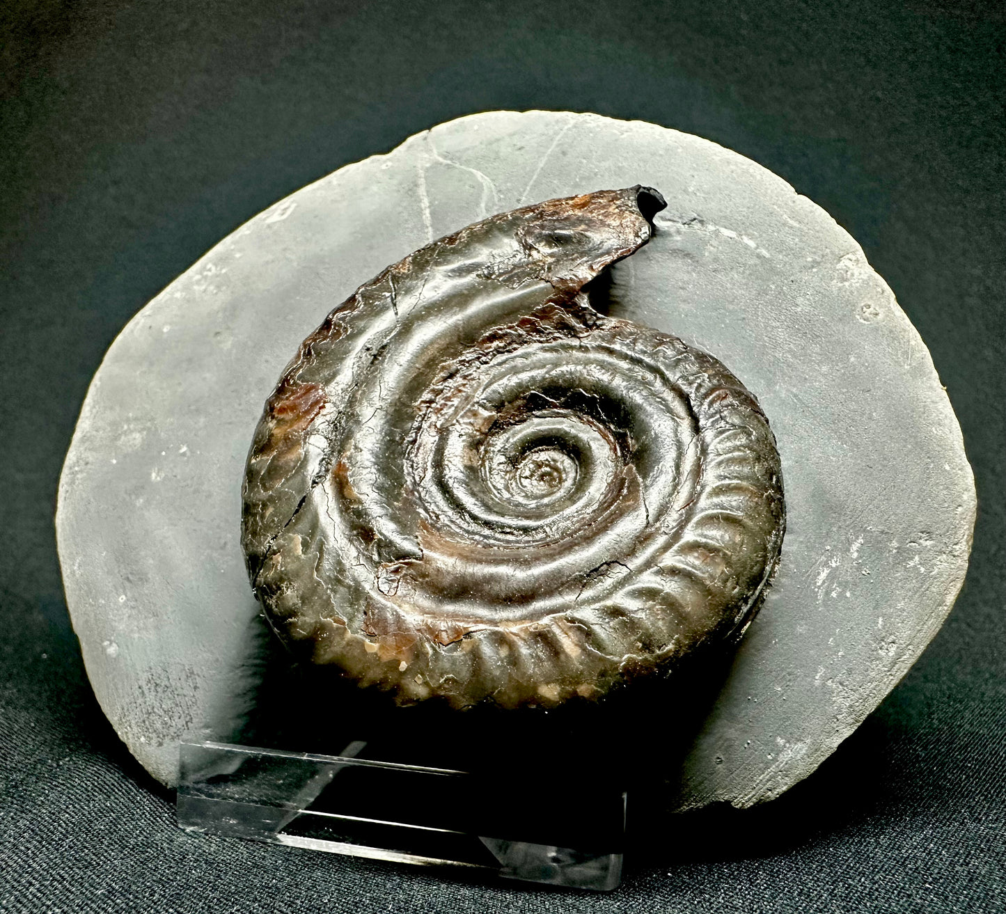 Hildoceras Bifrons ammonite fossil - Whitby, North Yorkshire Jurassic Coast