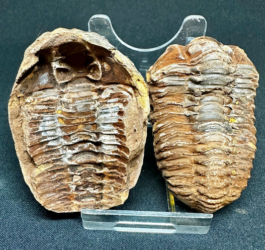 POS+NEG Nodules Trilobite Dicalymene sp. fossil Ordovician