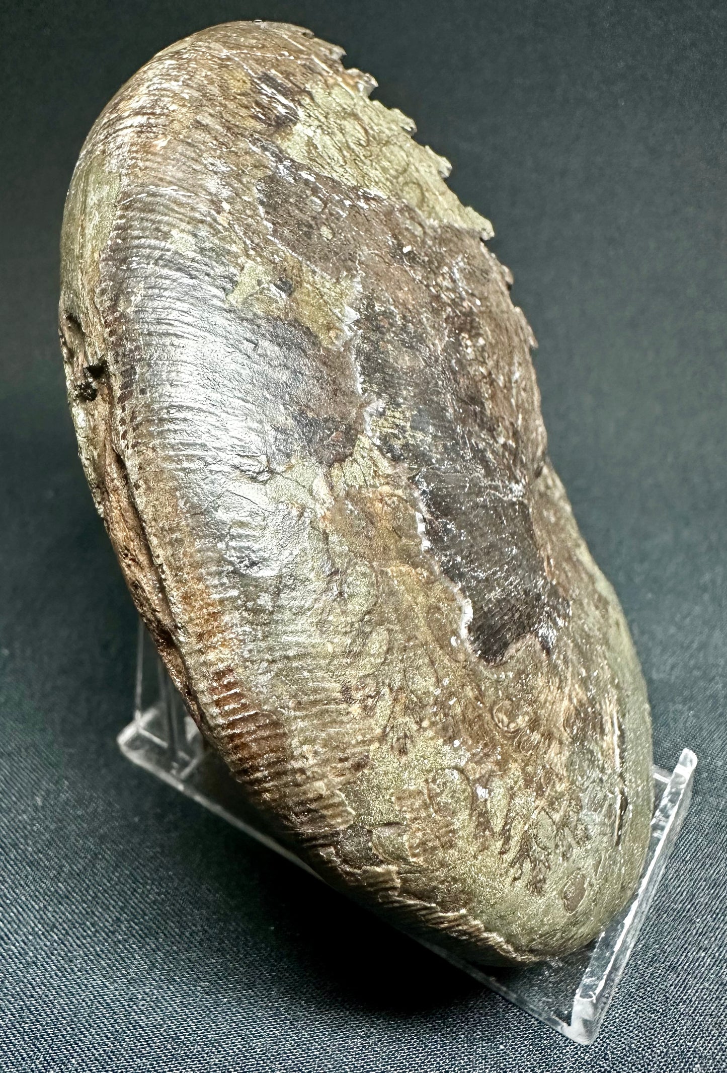 Phylloceras ammonite fossil - Whitby, North Yorkshire Jurassic Coast