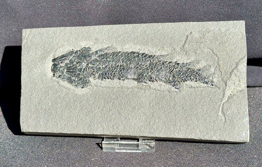 Osteolepis macrolepidotus