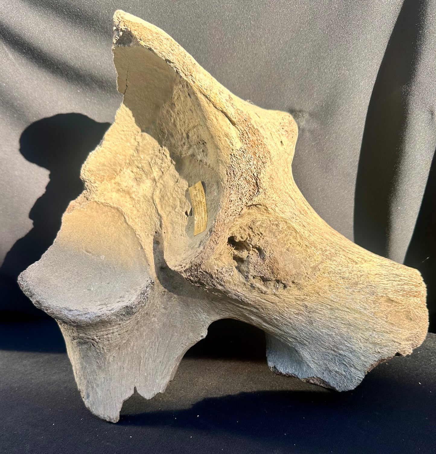 Woolly Mammoth pelvic bone