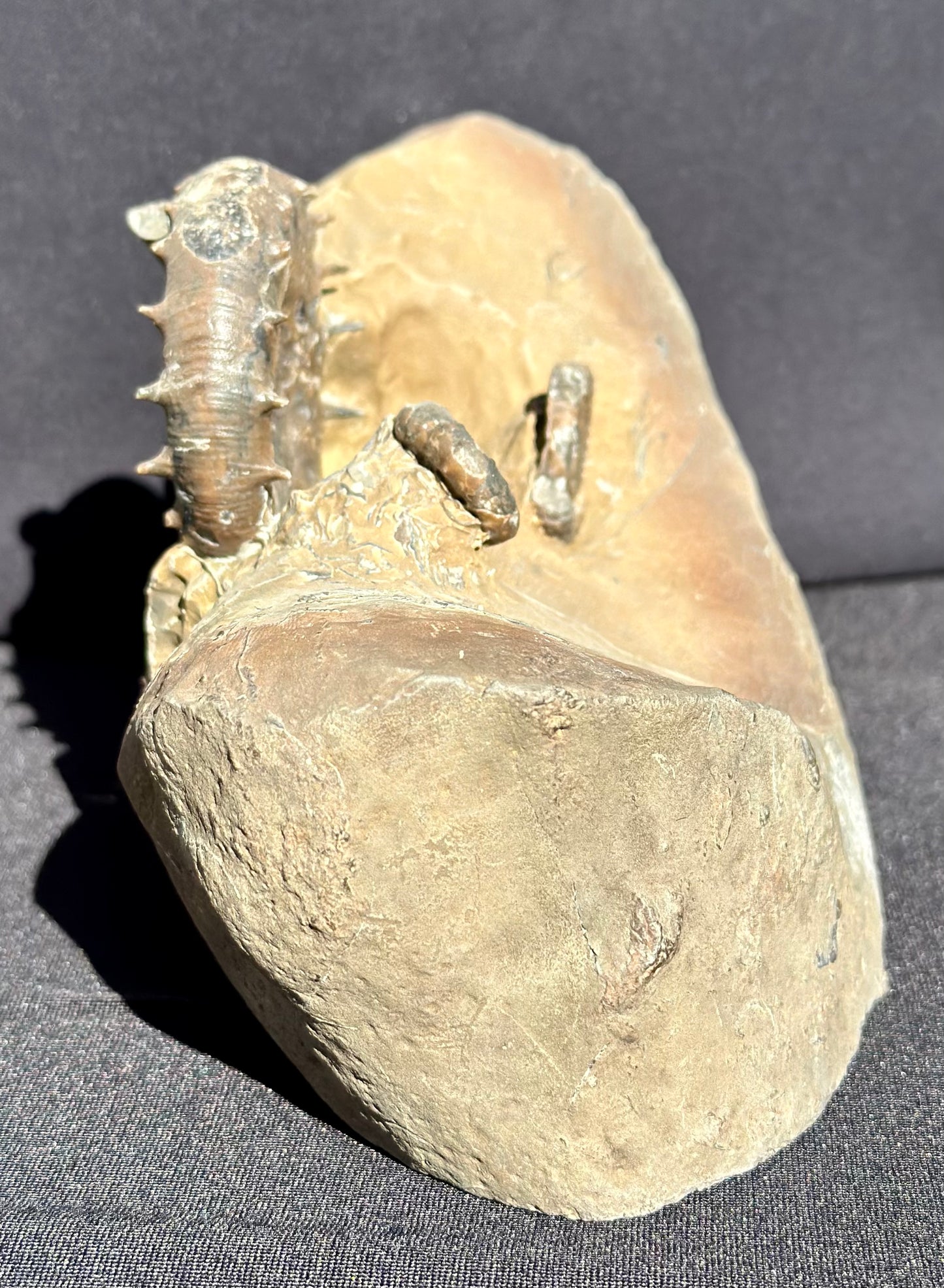 Eteoderoceras Ammonite RARE