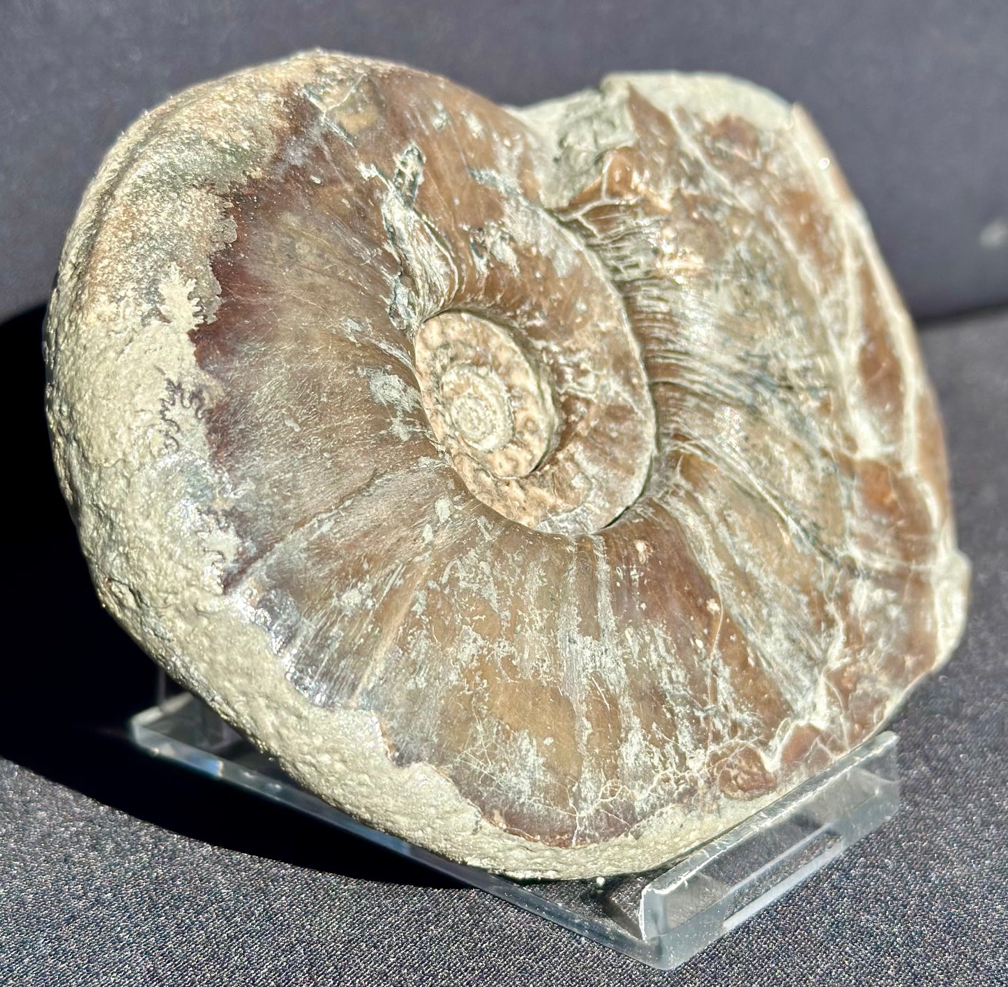 Eparietites Ammonite