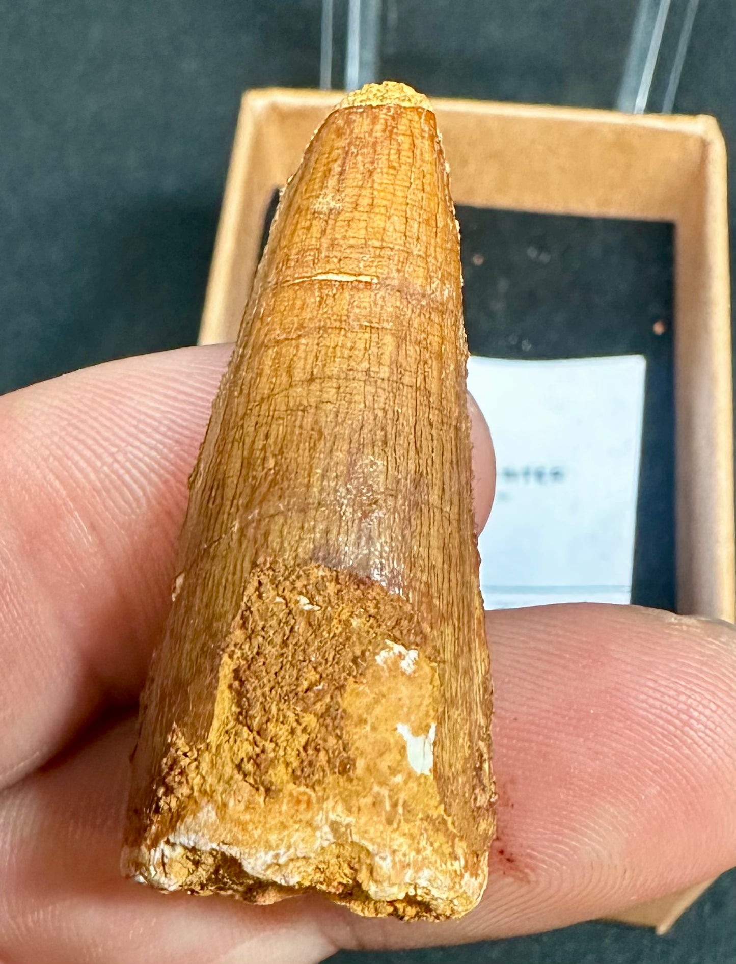 Small Genuine Spinosaurus Dinosaur Tooth from Kem Kem Beds, Morocco Spinosaurus sp.