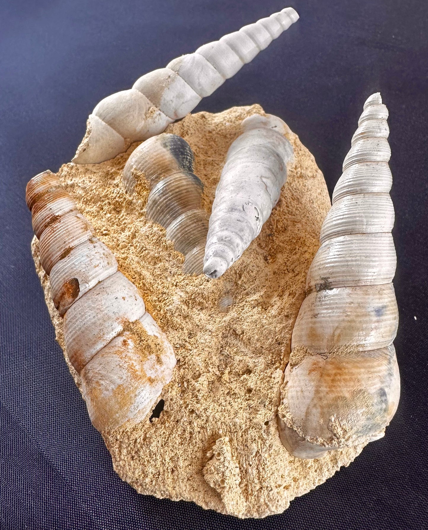 Gastropod fossil (Haustator) cluster, Damery, France