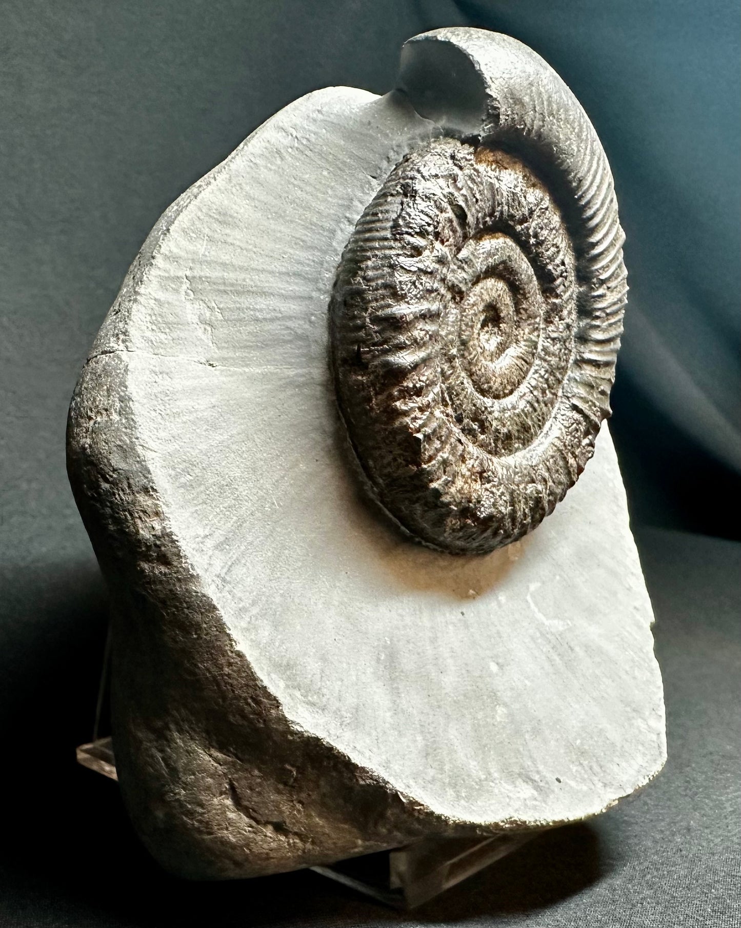 Lower Jurassic, Upper Lias Ammonite from Runswick Bay, Whitby, North Yorkshire, England Peronoceras fibulatum