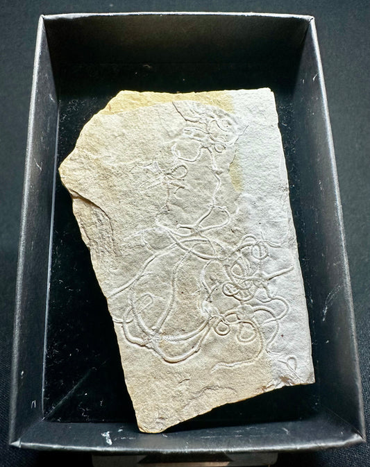 Fossil Brittlestar (Starfish) from the Upper Jurassic of Germany Sinosura kelheimense