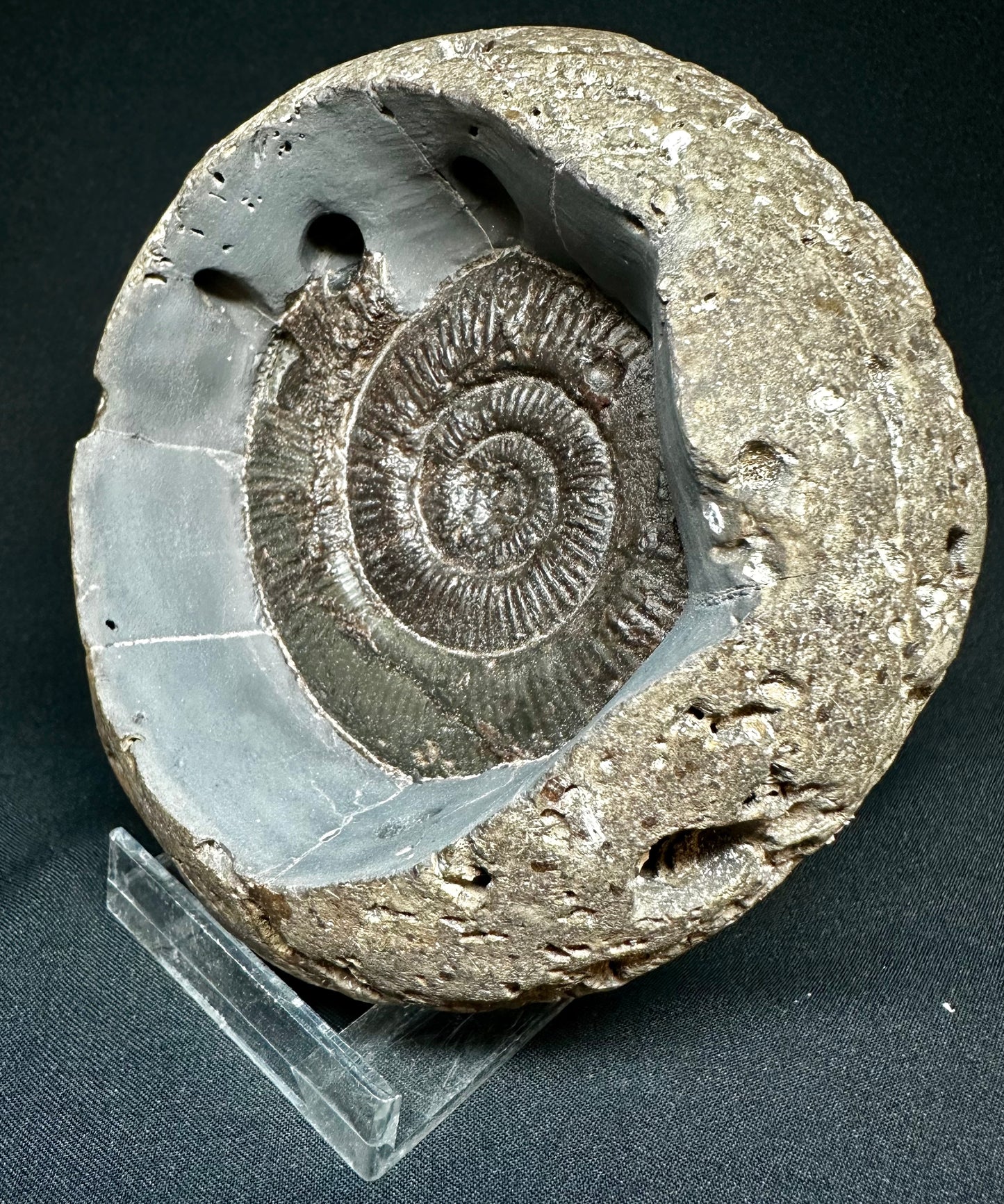 Bowled out specimen. Dactylioceras semicelatum ammonite fossil - Whitby, North Yorkshire Jurassic Coast