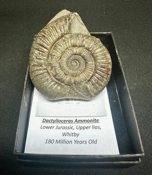 Dactylioceras Ammonite Fossil