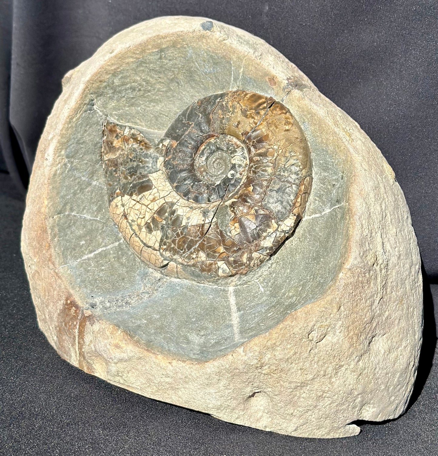 Propranulites Ammonite