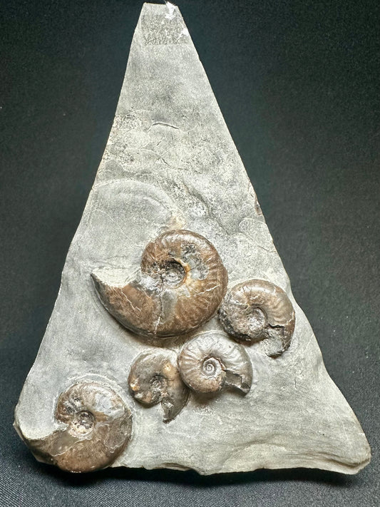 British Lower Jurassic, Upper Lias Ammonite Cluster from Sandsend, Whitby, North Yorkshire, England Eleganticeras elegantulum